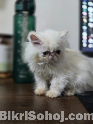 Treditional persian  male kitten